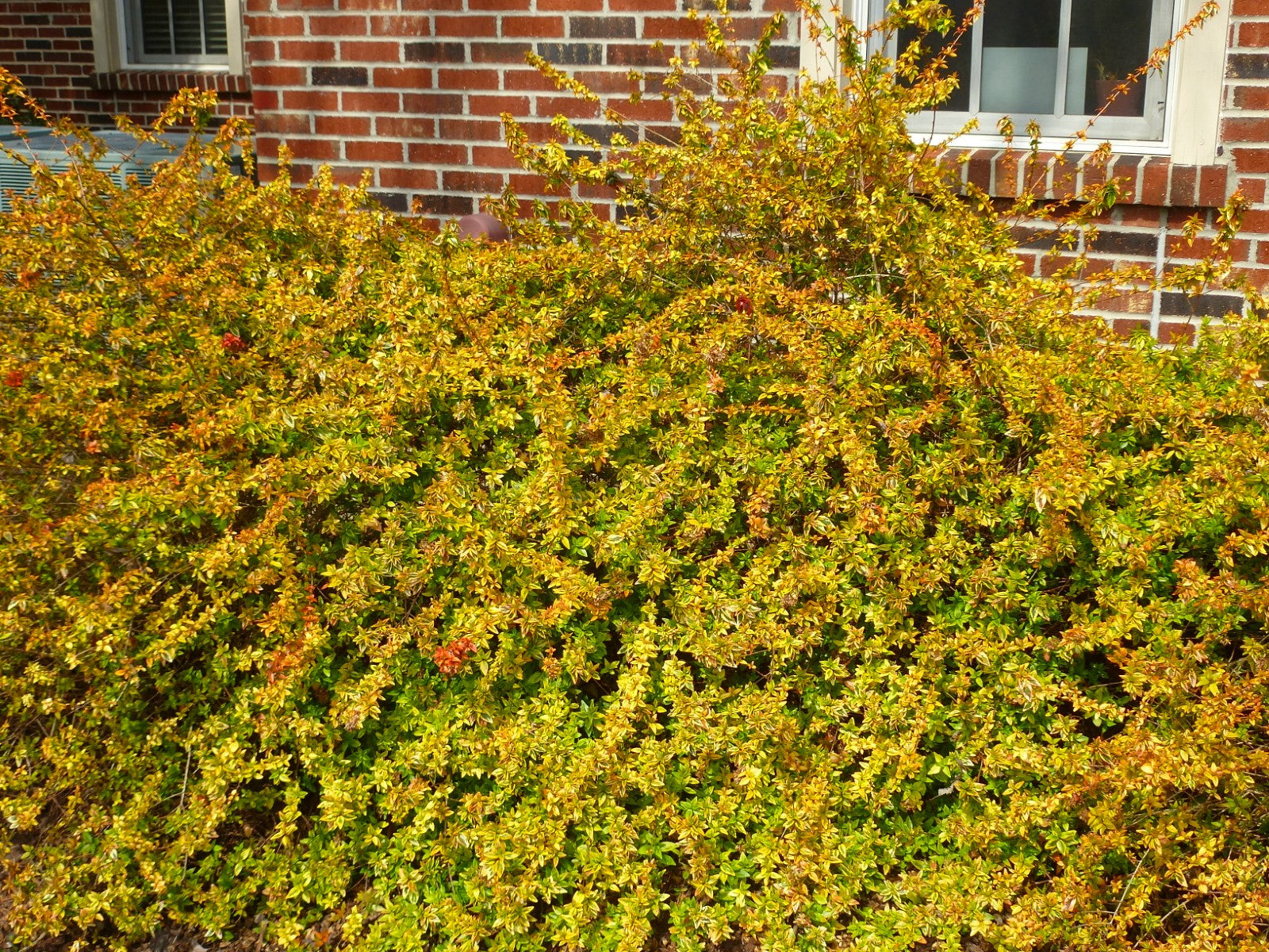 Glossy Abelia Dwarf Variegated (Abelia grandiflora)