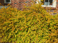 Glossy Abelia Dwarf Variegated (Abelia grandiflora)