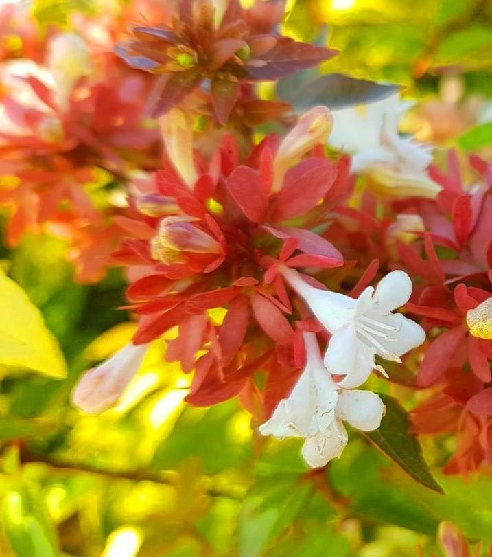 Glossy Abelia Kaleidoscope (Abelia grandiflora) - Ladybird Nursery