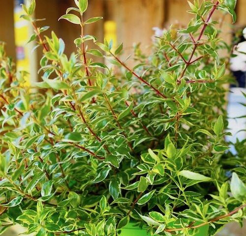 Glossy Abelia Splice (Abelia Lime) - Ladybird Nursery