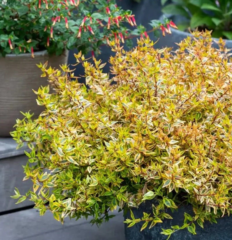 Glossy Abelia Suntastic Peach (Abelia grandiflora) - Ladybird Nursery