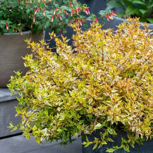 Glossy Abelia Suntastic Peach (Abelia grandiflora) - Ladybird Nursery