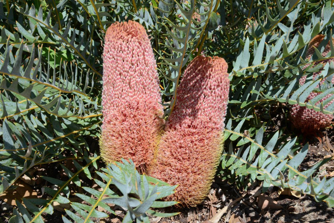Fern - leaved Banksia (Banksia blechnifolia) - Ladybird Nursery