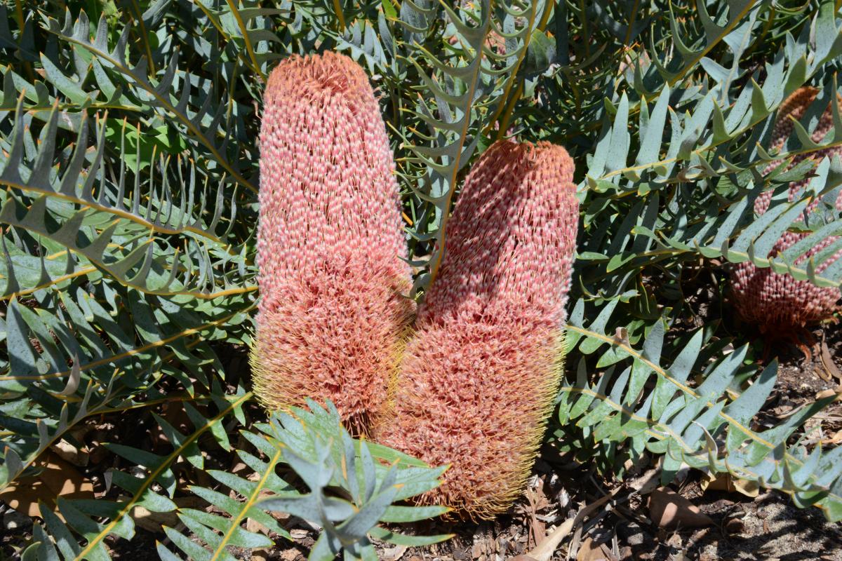 Fern-leaved Banksia (Banksia blechnifolia)
