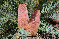 Fern-leaved Banksia (Banksia blechnifolia)