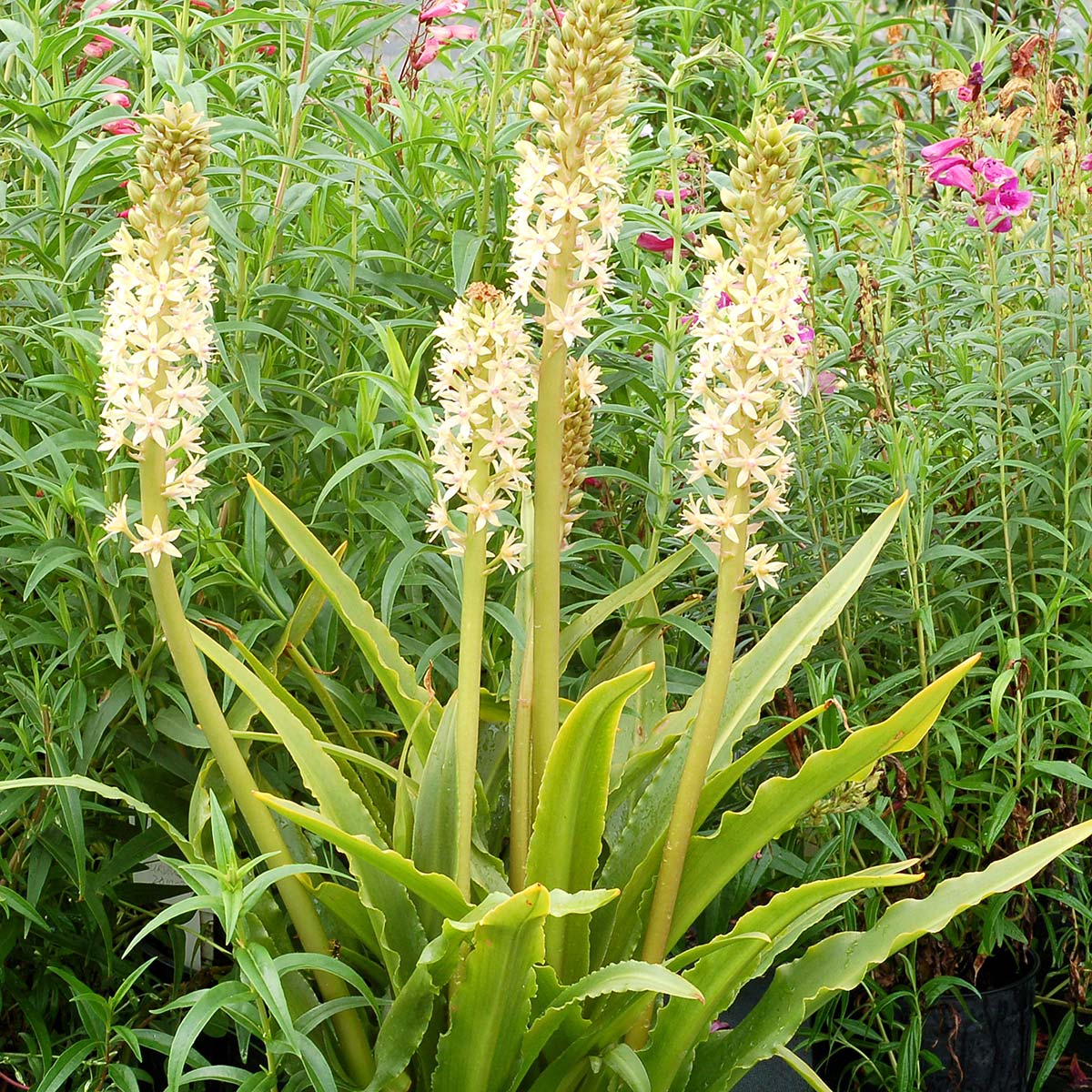 Glow Sticks Pineapple Lily (Eucomis comosa)