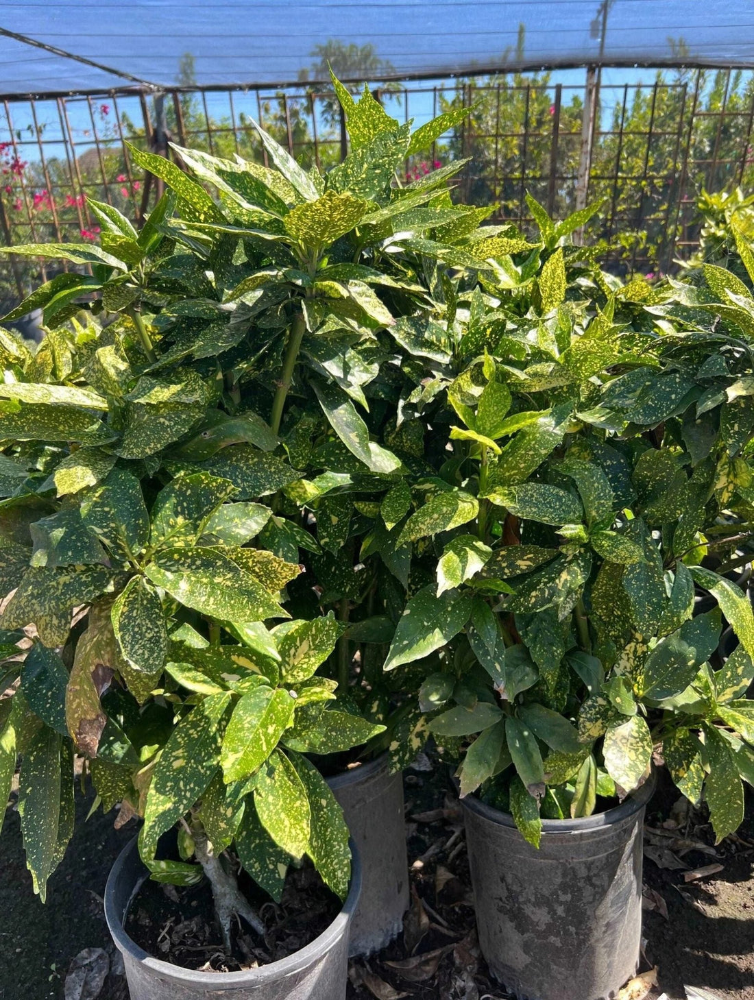 Gold Dust Japanese Laurel (Aucuba japonica) - Ladybird Nursery