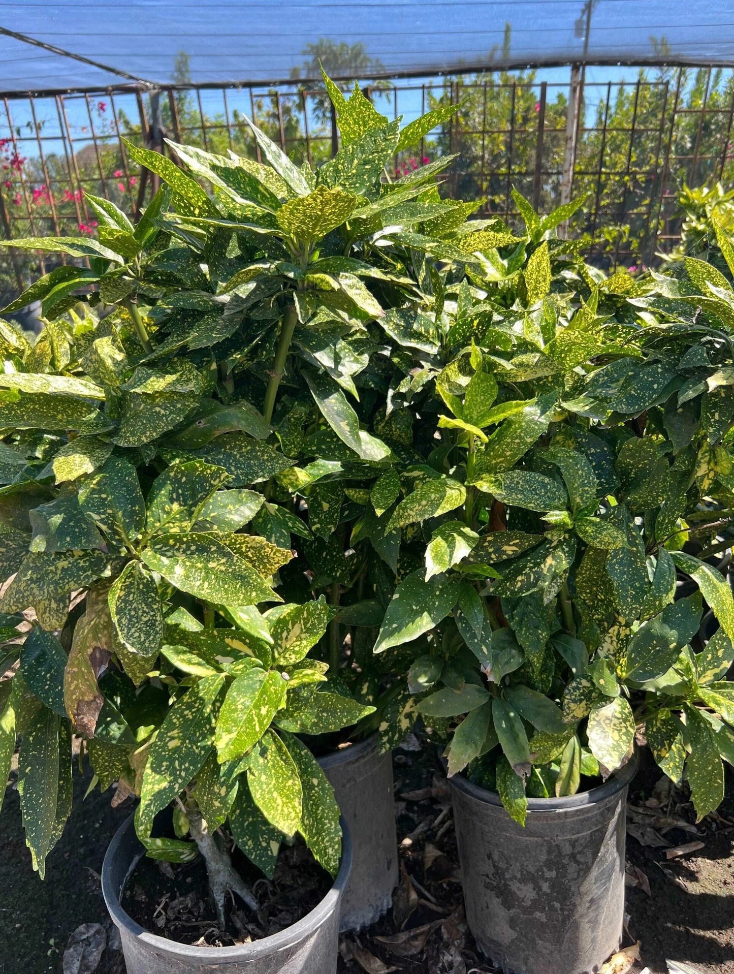 Gold Dust Japanese Laurel (Aucuba japonica)