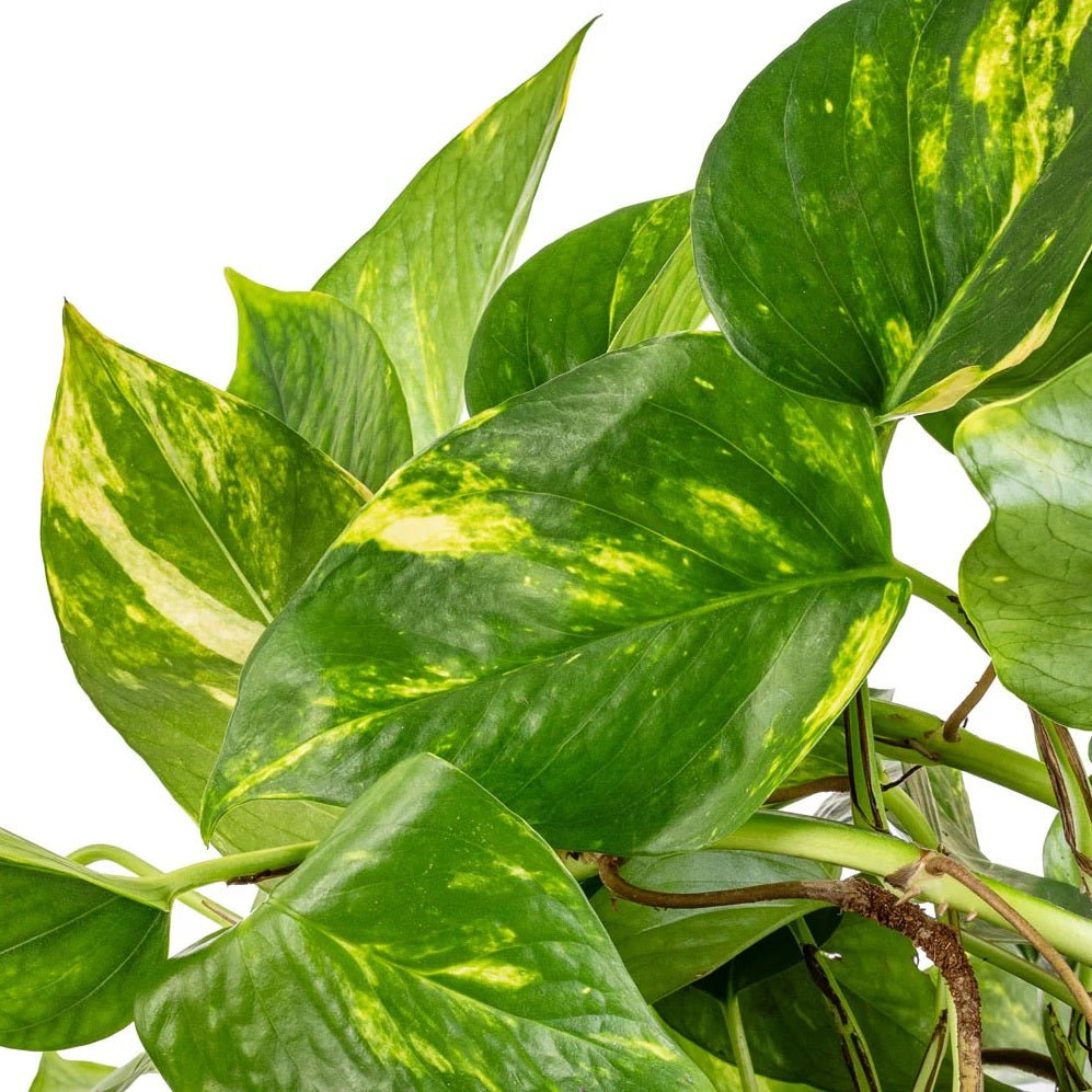 Gold Form Pothos - Devils Ivy (Epipremnum aureum) - Ladybird Nursery