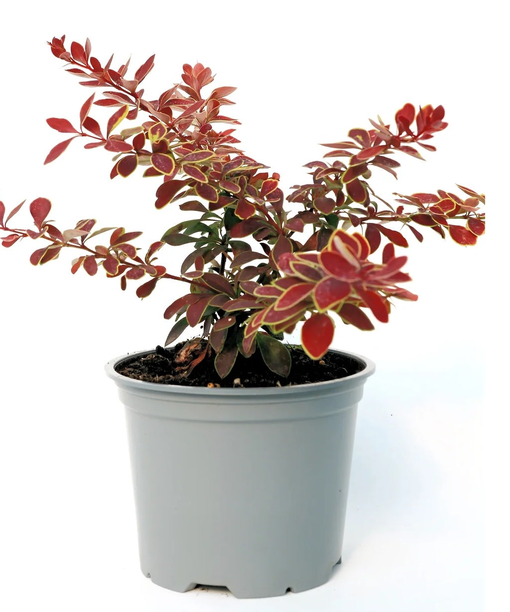 Gold Ring Japanese Barberry (Berberis thunbergii)