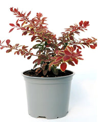 Gold Ring Japanese Barberry (Berberis thunbergii) - Ladybird Nursery