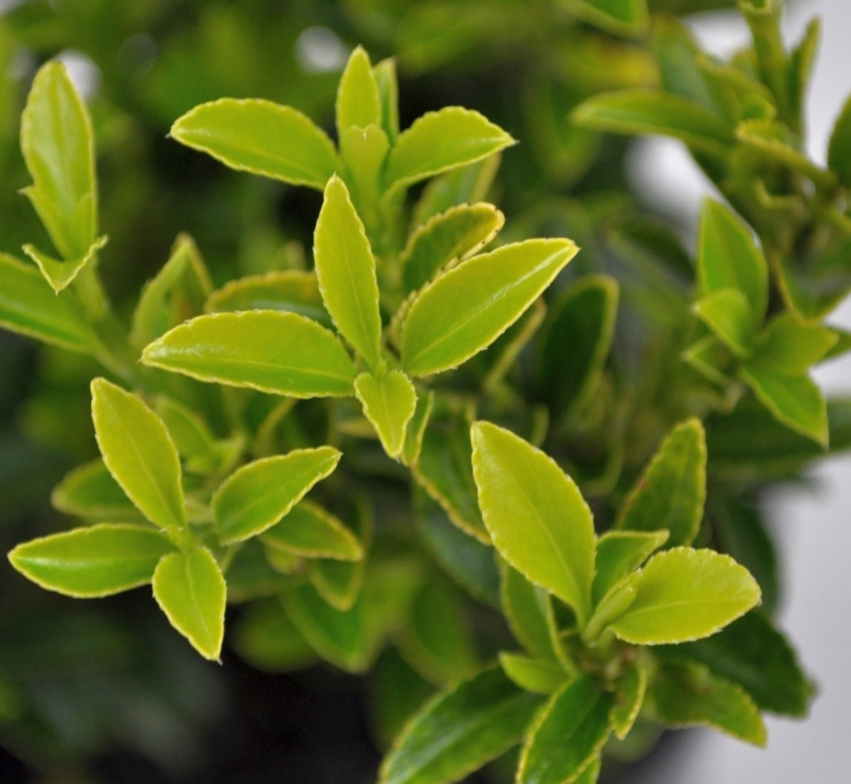 Gold Thumb Spindle microphyllus (Euonymus japonicus)