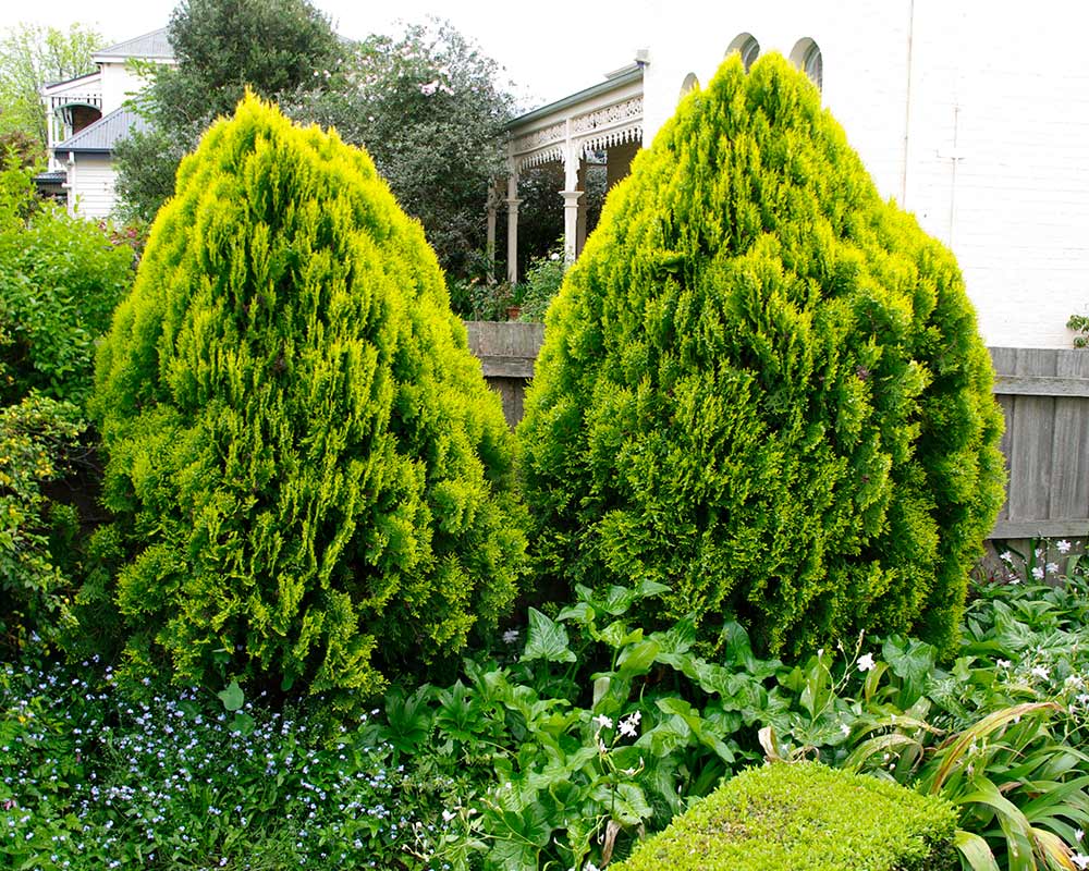 Golden Arborvitae Aurea Nana Biota (Thuja orientalis)