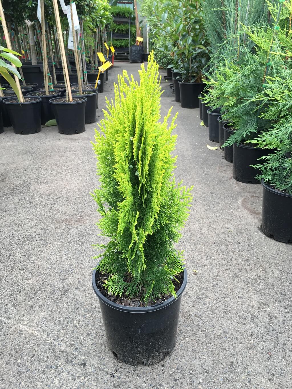 Golden Arborvitae Aurea Nana Stumpy Joe (Thuja orientalis) - Ladybird Nursery