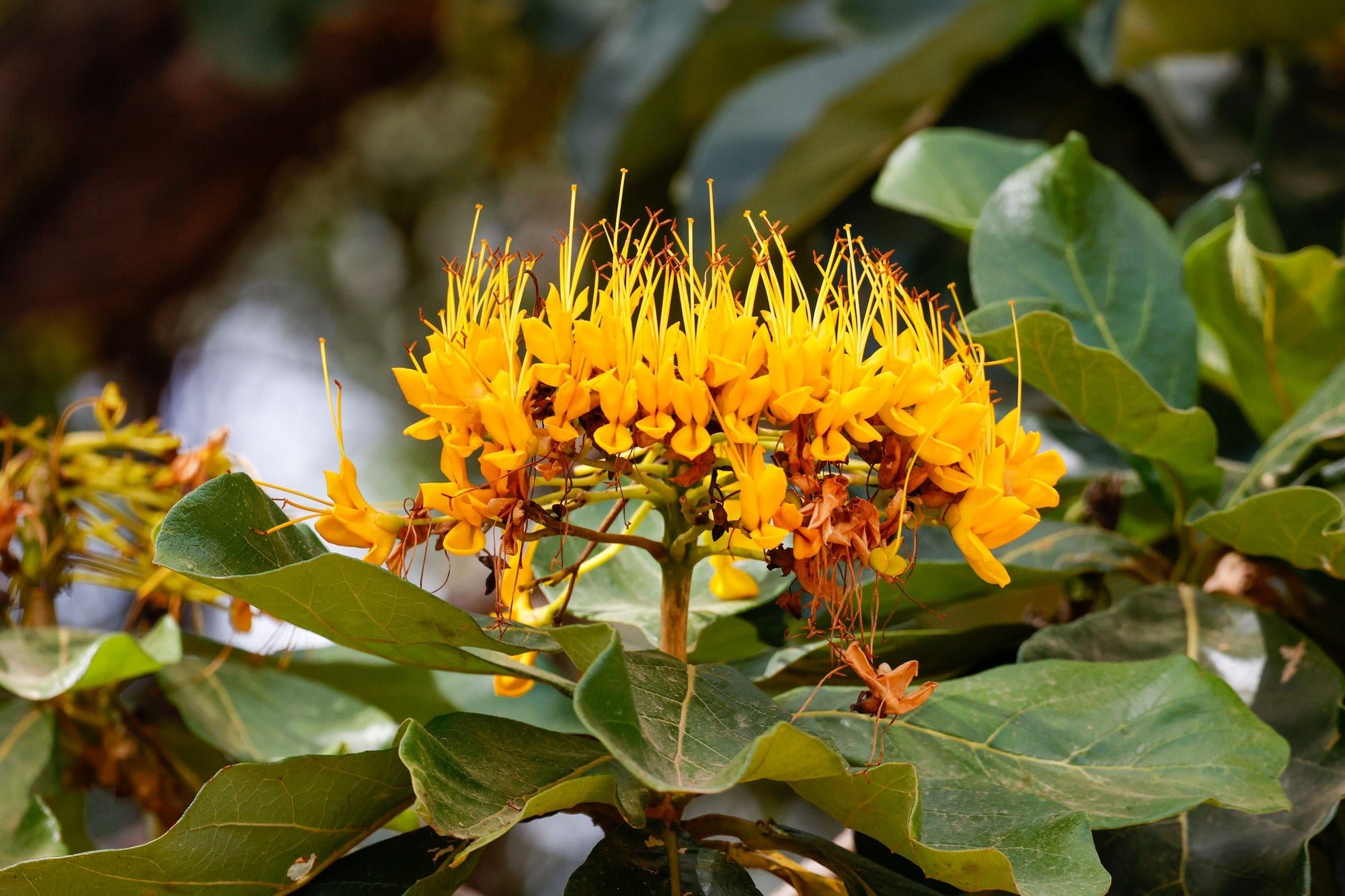 Golden Bouquet Tree (Deplanchea tetraphylla) - Ladybird Nursery
