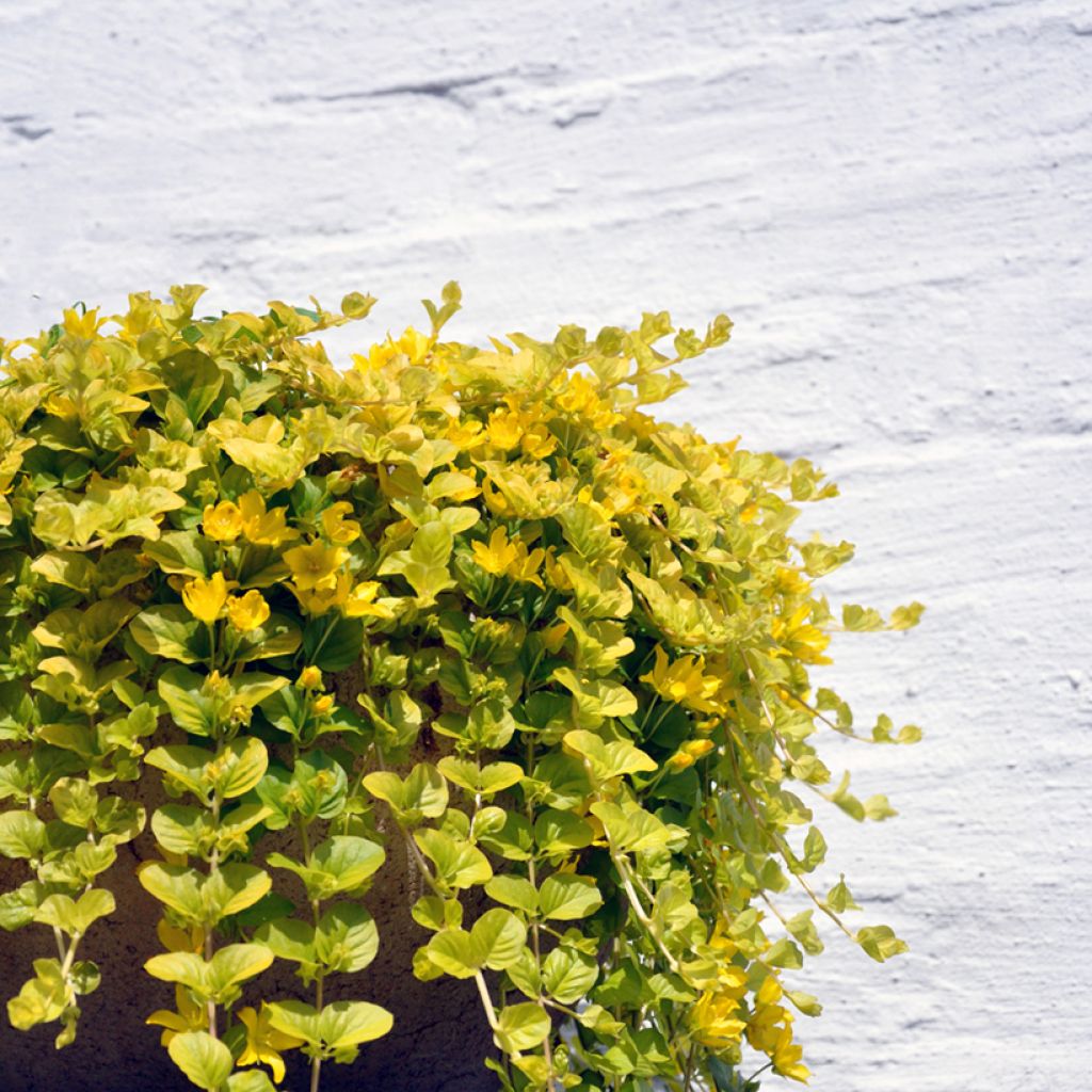 Golden Creeping Jenny Gold Clusters (Lysimachia nummularia)