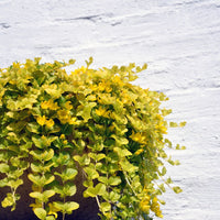 Golden Creeping Jenny Gold Clusters (Lysimachia nummularia)