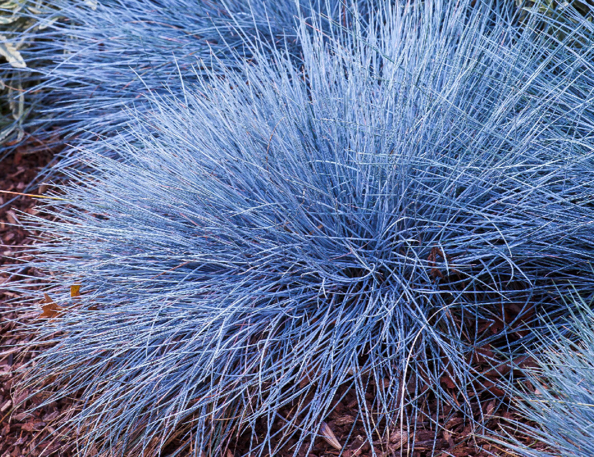 Festuca Beyond Blue (Festuca glauca)