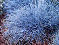 Festuca Beyond Blue (Festuca glauca)