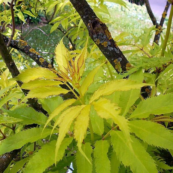 Golden Cutleaf Elderberry Plumosa Aurea (Sambucus racemosa) - Ladybird Nursery