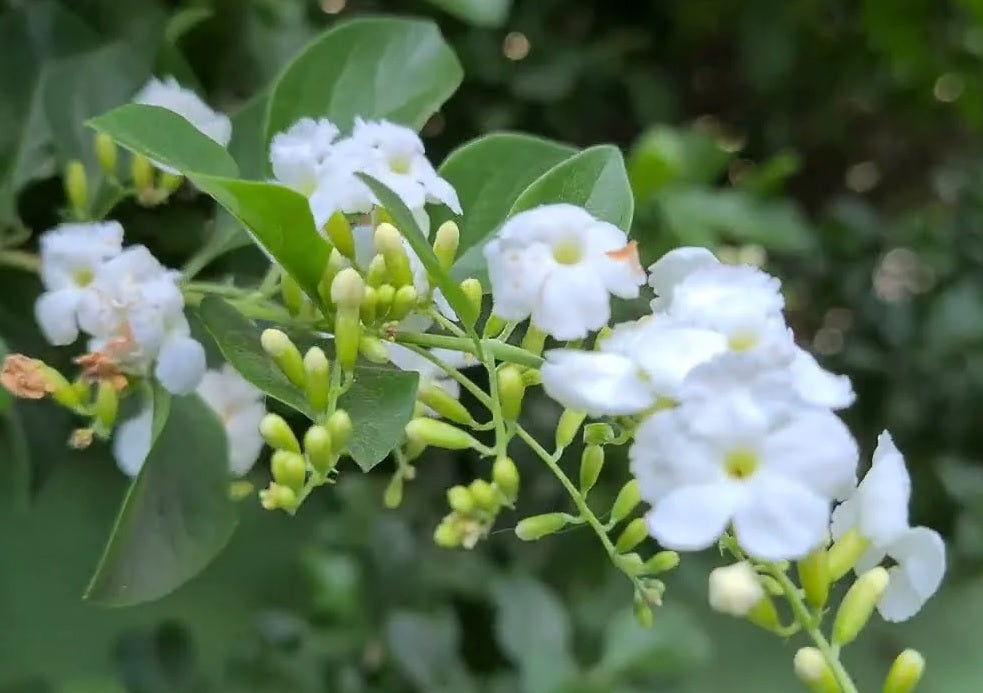 Golden Dewdrop Alba (Duranta erecta)