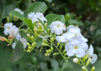 Golden Dewdrop Alba (Duranta erecta)