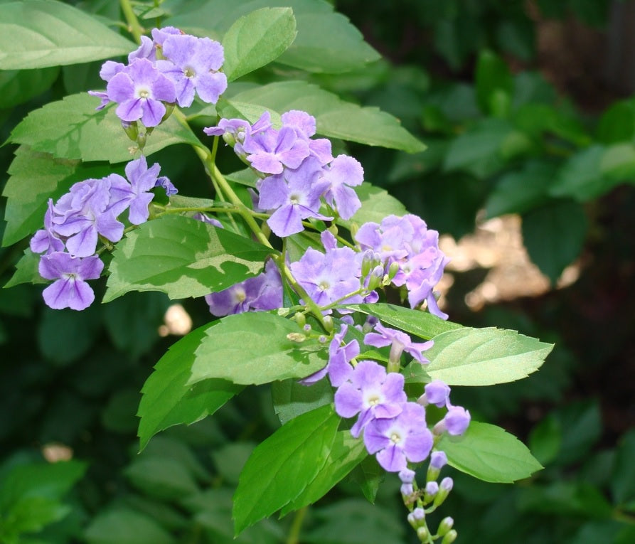 Golden Dewdrop Blue (Duranta erecta)