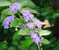 Golden Dewdrop Blue (Duranta erecta)