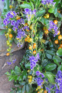 Golden Dewdrop Geisha Girl (Duranta erecta)