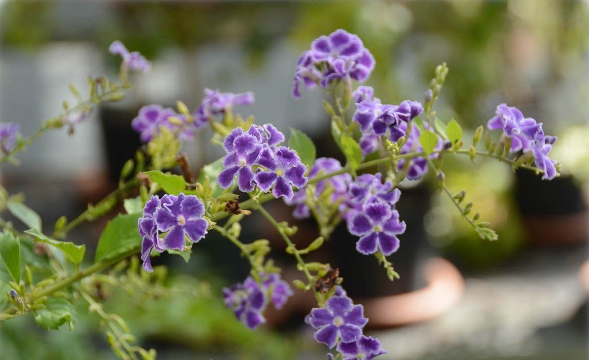Golden Dewdrop Geisha Girl Standards (Duranta erecta) - Ladybird Nursery