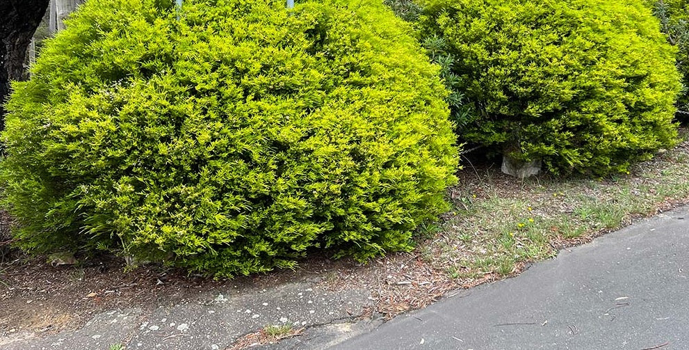 Golden Diosma Aurea (Coleonema pulchellum)