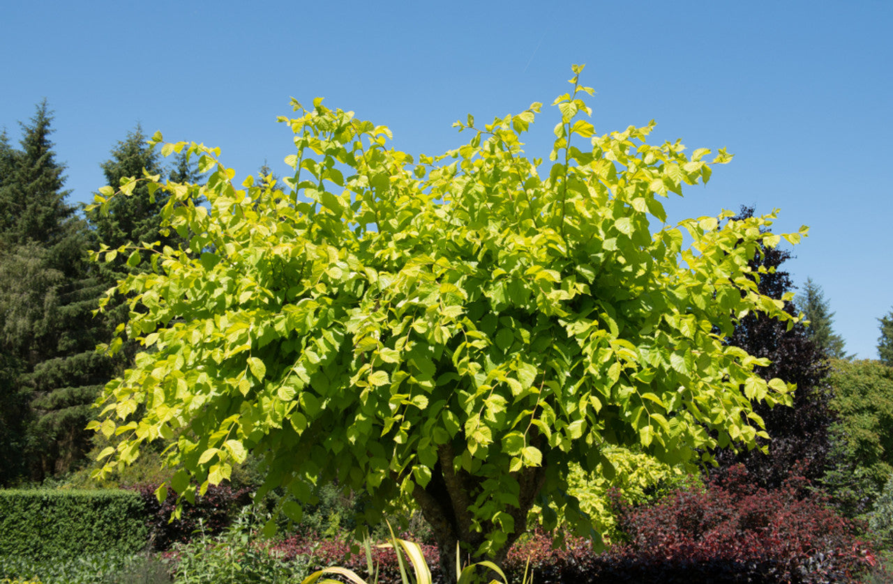Golden Elm lutescens (Ulmus glabra)