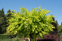 Golden Elm lutescens (Ulmus glabra)