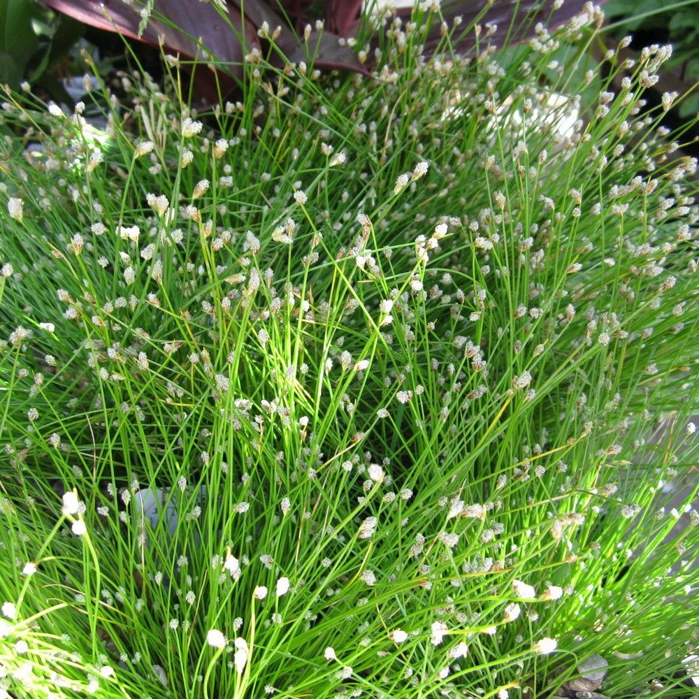 Fiber Optic Grass (Scirpus cernuus) - Ladybird Nursery