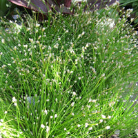 Fiber Optic Grass (Scirpus cernuus)