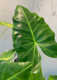 Giant Elephant Ear (Alocasia macrorrhizos) - Ladybird Nursery