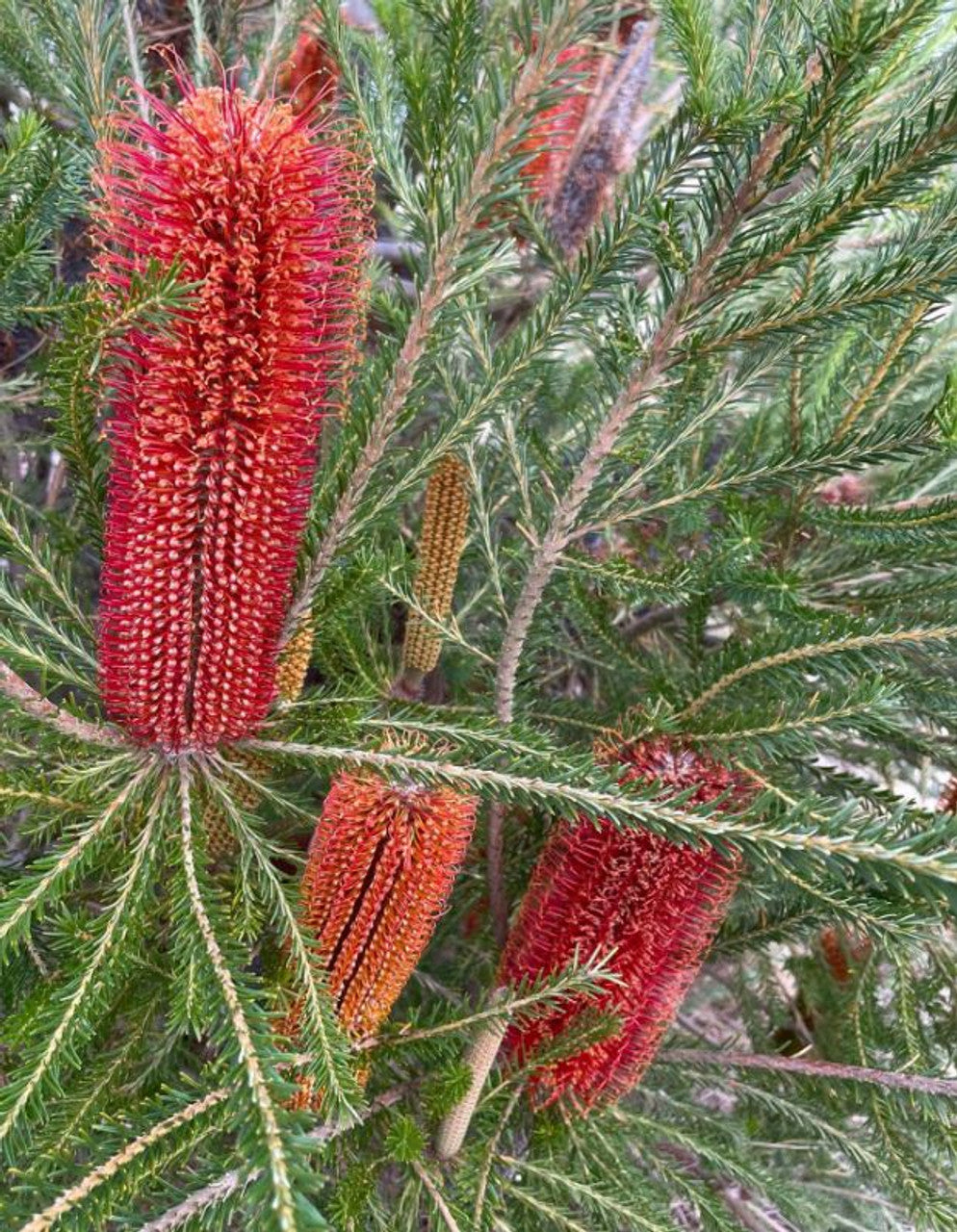 Golden Girl Banksia (Banksia ericifolia)