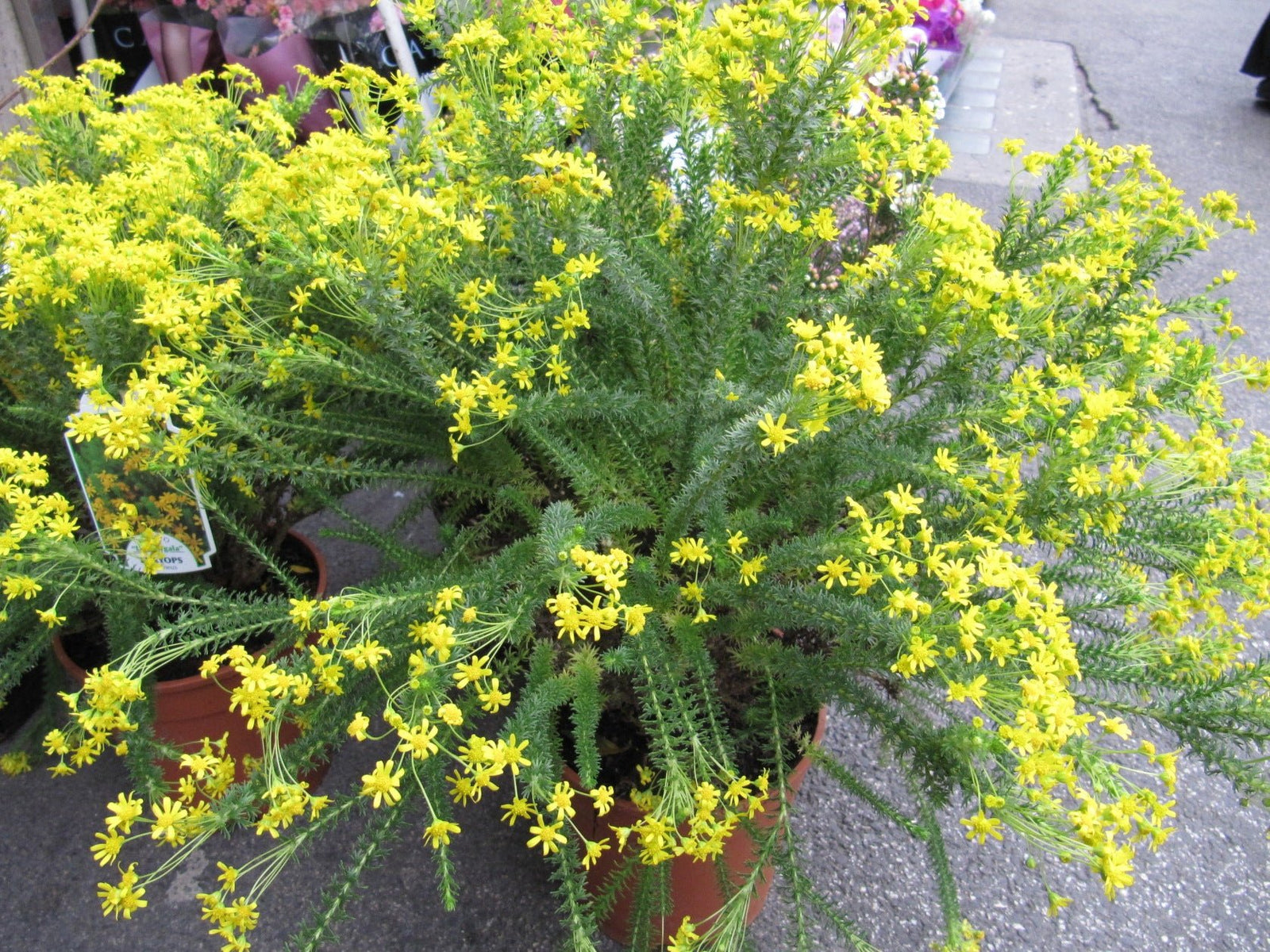 Golden Glow Bush (Euryops virgineus) - Ladybird Nursery