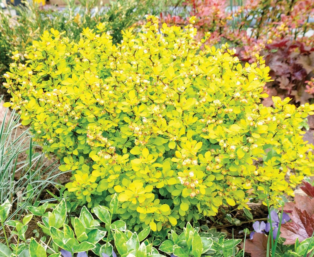 Golden Glow Japanese Barberry (Berberis thunbergii) - Ladybird Nursery