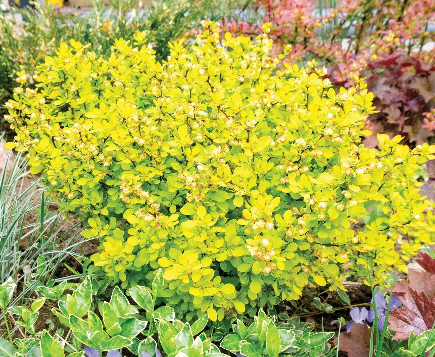 Golden Glow Japanese Barberry (Berberis thunbergii) - Ladybird Nursery