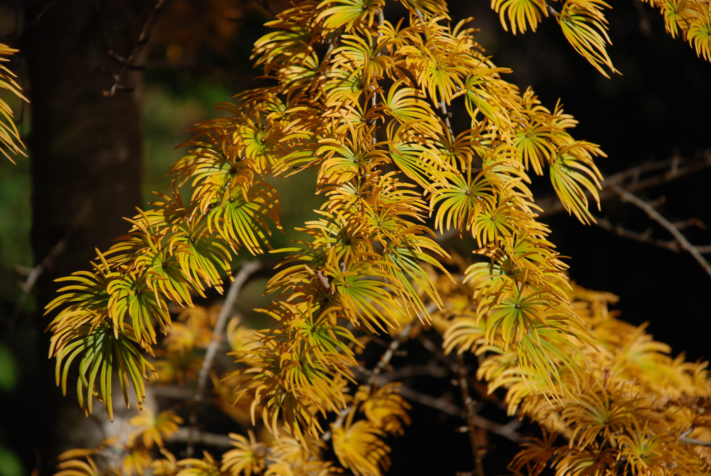Golden Larch (Pseudolarix amabilis)