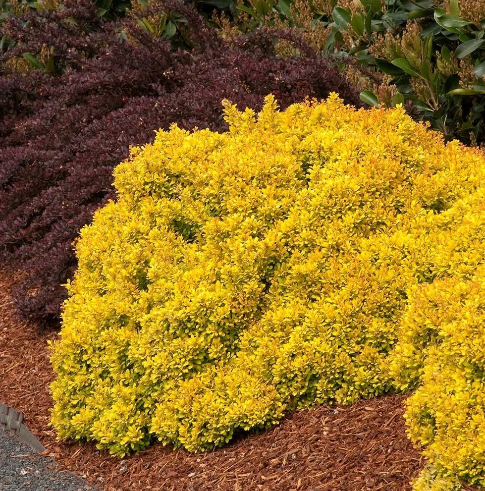 Golden Nugget Japanese Barberry (Berberis thunbergii) - Ladybird Nursery