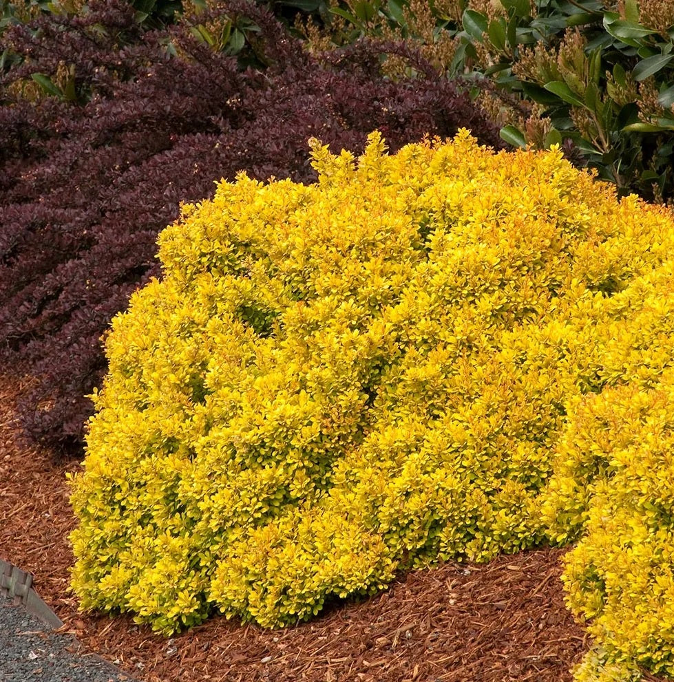 Golden Nugget Japanese Barberry (Berberis thunbergii)