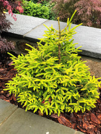 Golden Oriental Spruce Aurea (Picea orientalis) - Ladybird Nursery