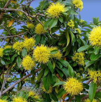 Golden Penda Fairhill Gold (Xanthostemon chrysanthus)