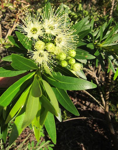 Golden Penda Little (Xanthostemon verticillatus) - Ladybird Nursery