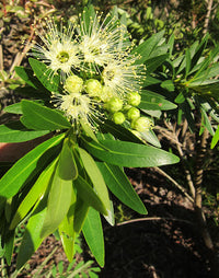 Golden Penda Little (Xanthostemon verticillatus)