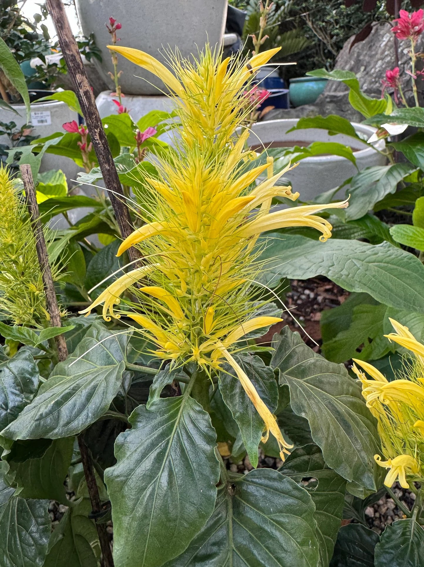 Golden Plume (Schaueria flavicoma)