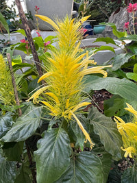 Golden Plume (Schaueria flavicoma)