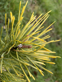 Golden Scots Pine aurea (Pinus sylvestris)